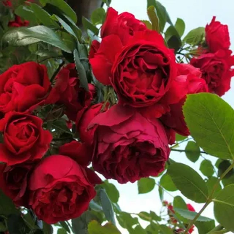 Флорентина