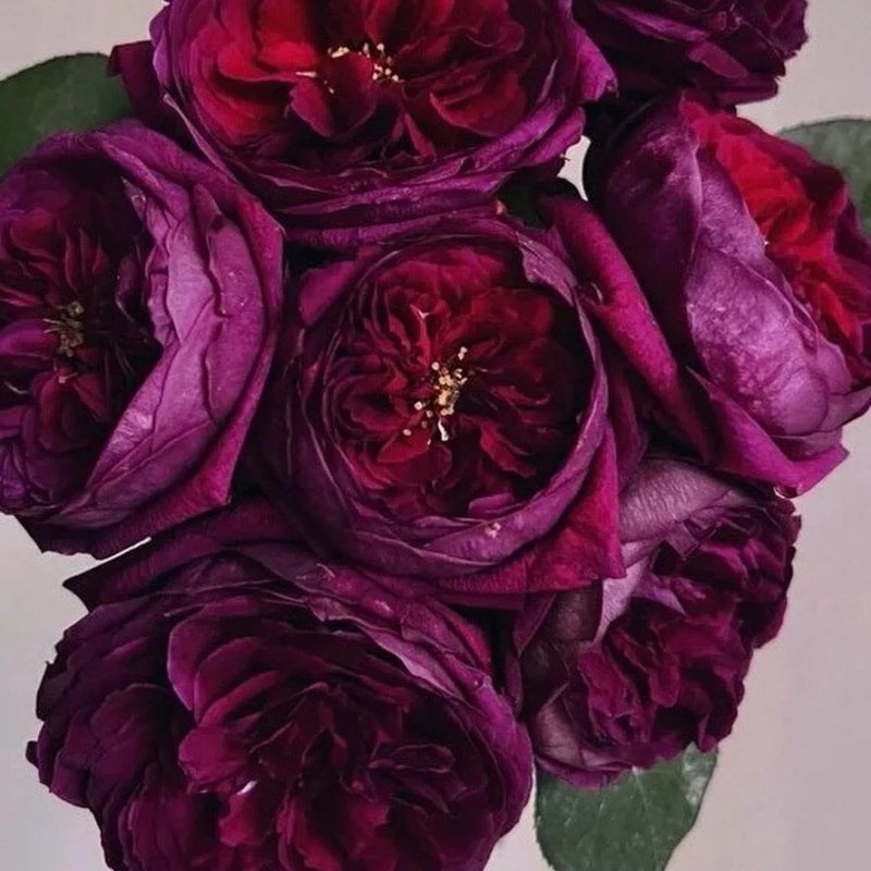 Роял Палас,2008
